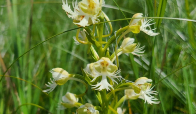 Wisconsin DNR Encourages Taxpayers to Aid Imperiled Wildlife Through Endangered Resources Fund