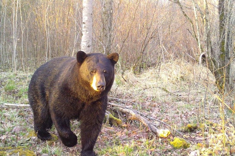 Wisconsin DNR Invites Novices to Join Annual Learn to Hunt Bear Program