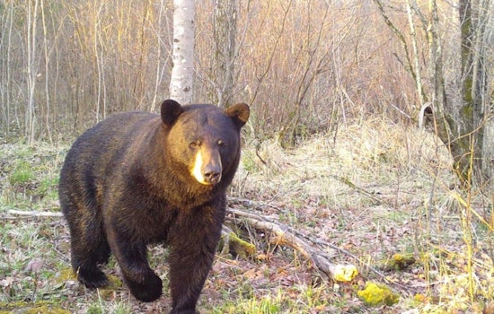 Wisconsin DNR Invites Novices to Join Annual Learn to Hunt Bear Program