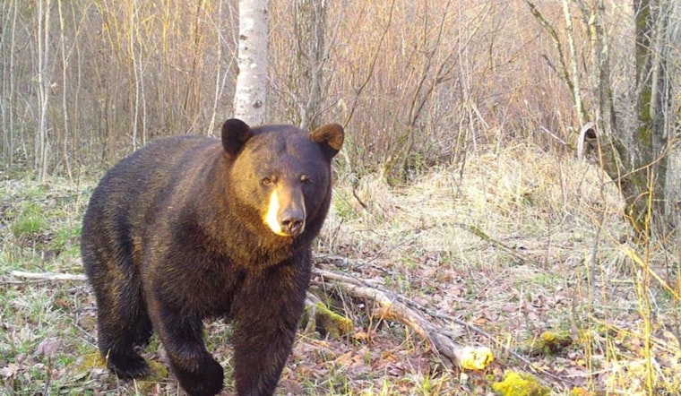 Wisconsin DNR Invites Novices to Join Annual Learn to Hunt Bear Program