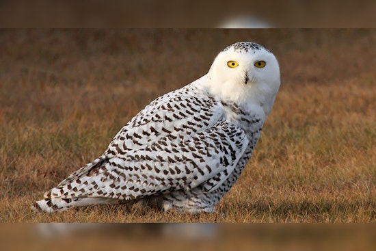 Wisconsin DNR Reveals Parasitic Infection, Not Avian Influenza, Cause of Death for Snowy Owl in New Glarus