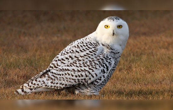 Wisconsin DNR Reveals Parasitic Infection, Not Avian Influenza, Cause of Death for Snowy Owl in New Glarus