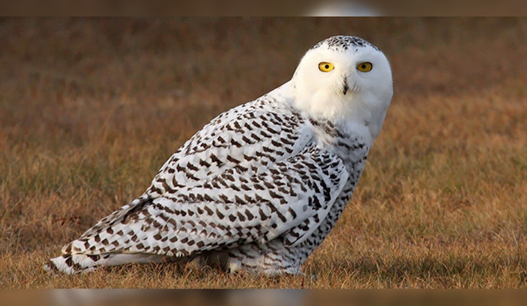 Wisconsin DNR Reveals Parasitic Infection, Not Avian Influenza, Cause of Death for Snowy Owl in New Glarus