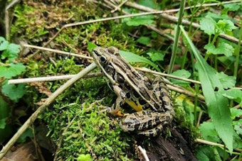 Wisconsin DNR Seeks Citizen 'Froggers' for Annual Amphibian Survey