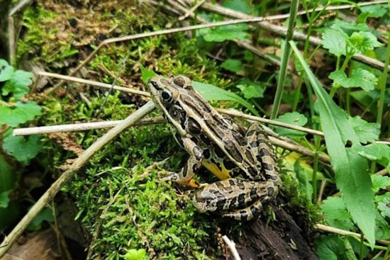 Wisconsin DNR Seeks Citizen 'Froggers' for Annual Amphibian Survey