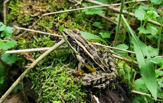 Wisconsin DNR Seeks Citizen 'Froggers' for Annual Amphibian Survey