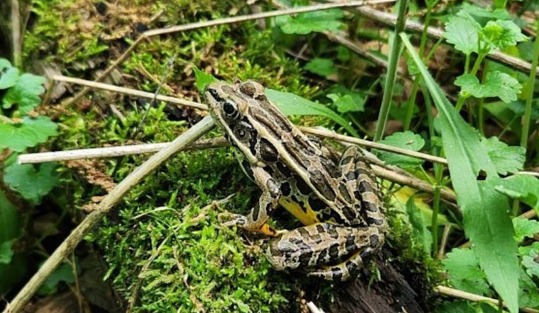 Wisconsin DNR Seeks Citizen 'Froggers' for Annual Amphibian Survey