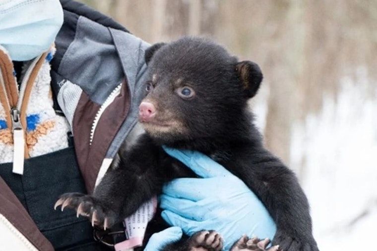 Wisconsin DNR Seeks Public's Help in Black Bear Den Surveys to Aid Population Research