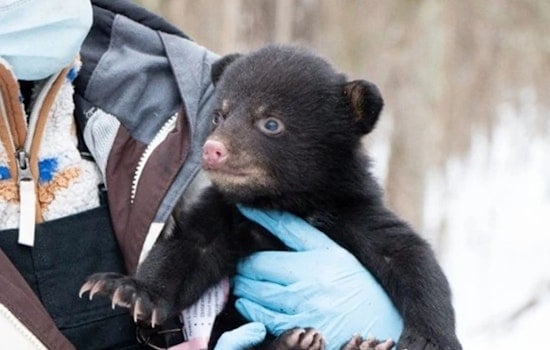 Wisconsin DNR Seeks Public's Help in Black Bear Den Surveys to Aid Population Research