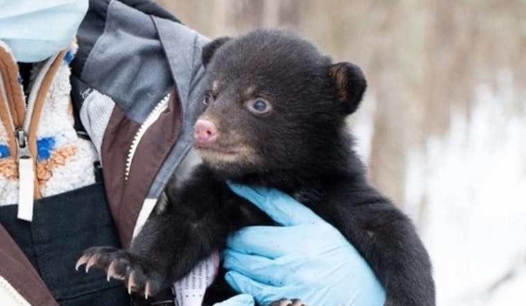 Wisconsin DNR Seeks Public's Help in Black Bear Den Surveys to Aid Population Research