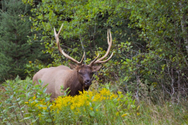 Wisconsin Elk Hunting Season Opens: DNR Announces Increased Quotas and Application Period for Local Hunters