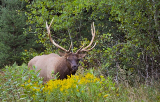 Wisconsin Elk Hunting Season Opens: DNR Announces Increased Quotas and Application Period for Local Hunters