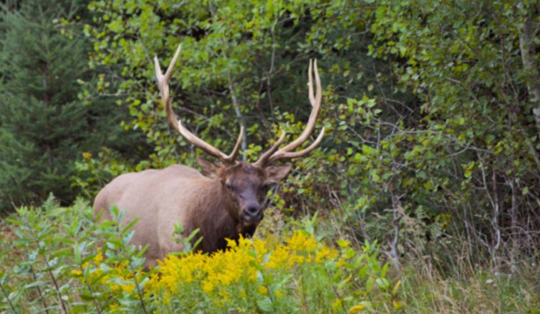 Wisconsin Elk Hunting Season Opens: DNR Announces Increased Quotas and Application Period for Local Hunters