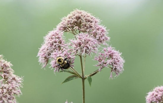 Wisconsin Springs into Action with Native Plant Sales to Boost Pollinator Ecosystems