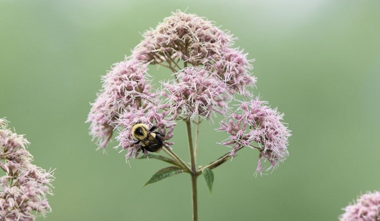 Wisconsin Springs into Action with Native Plant Sales to Boost Pollinator Ecosystems