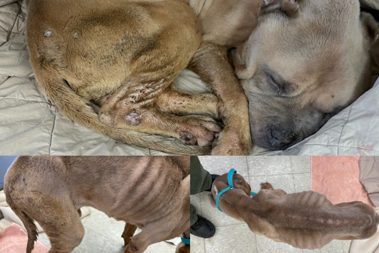 Worcester Police Seek Public's Aid to Find Owner of Severely Abused Pit Bull Named Phoenix