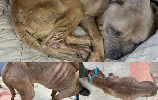 Worcester Police Seek Public's Aid to Find Owner of Severely Abused Pit Bull Named Phoenix