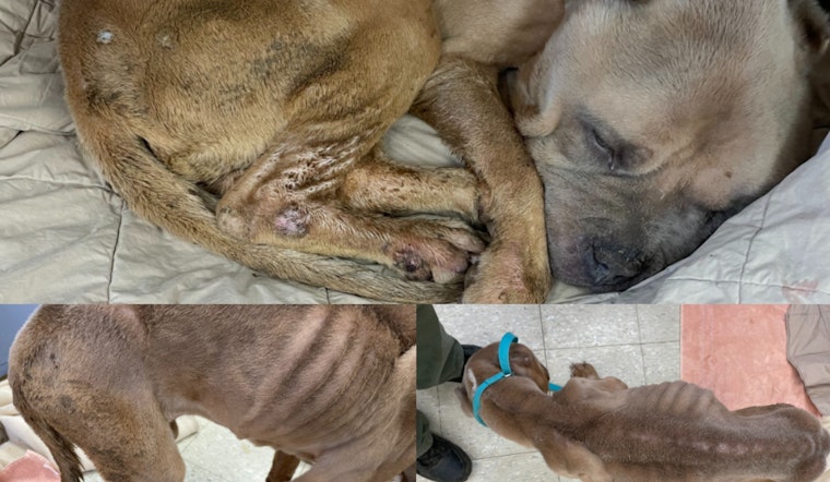 Worcester Police Seek Public's Aid to Find Owner of Severely Abused Pit Bull Named Phoenix
