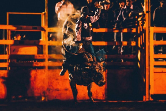 Young Texans Triumph at RodeoHouston, Record $1.4M Earned in Junior Market Steer Auction