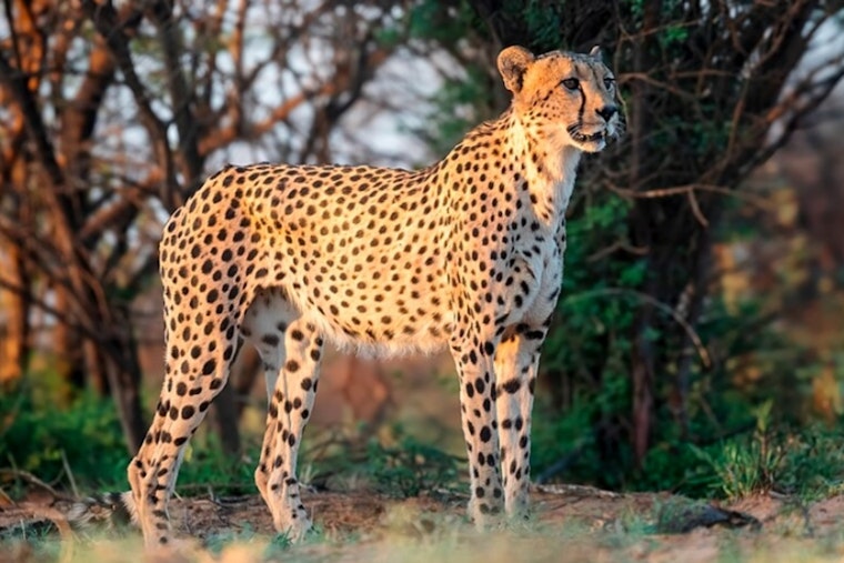 Zoo Miami's Beloved Senior Cheetah Koda in Fine Health Following Thorough Checkup
