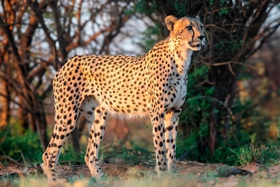 Zoo Miami's Beloved Senior Cheetah Koda in Fine Health Following Thorough Checkup