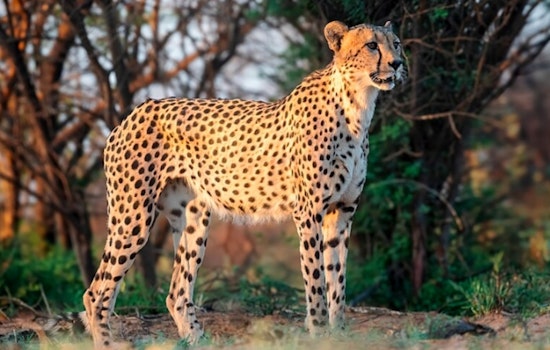 Zoo Miami's Beloved Senior Cheetah Koda in Fine Health Following Thorough Checkup