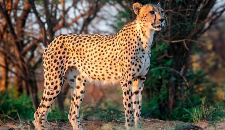 Zoo Miami's Beloved Senior Cheetah Koda in Fine Health Following Thorough Checkup