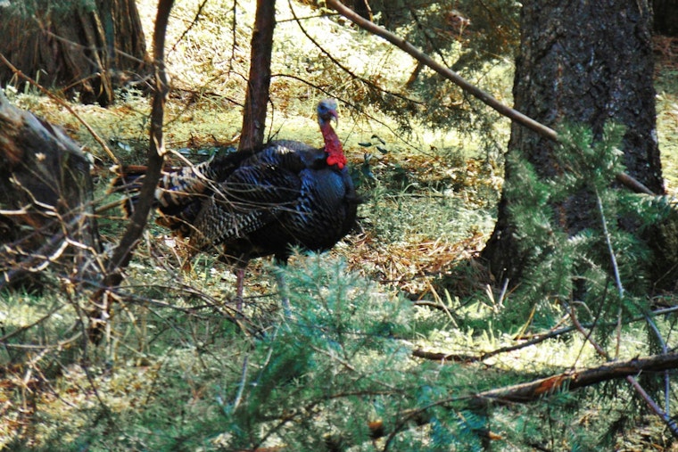 13 Violators Cited for Turkey Hunting Infractions in Louisiana's Opening Weekend
