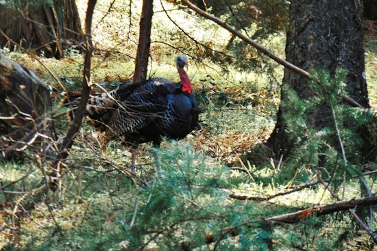 13 Violators Cited for Turkey Hunting Infractions in Louisiana's Opening Weekend