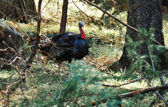13 Violators Cited for Turkey Hunting Infractions in Louisiana's Opening Weekend