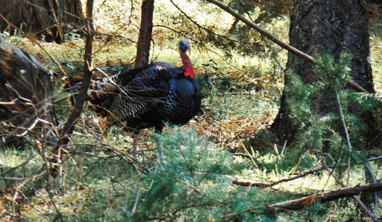 13 Violators Cited for Turkey Hunting Infractions in Louisiana's Opening Weekend