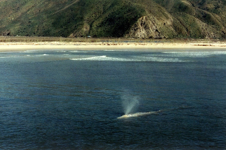 50-Foot Gray Whale Carcass Washes Ashore in Huntington Beach