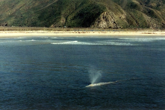 50-Foot Gray Whale Carcass Washes Ashore in Huntington Beach