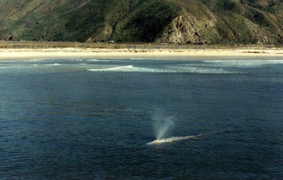 50-Foot Gray Whale Carcass Washes Ashore in Huntington Beach