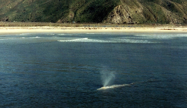 50-Foot Gray Whale Carcass Washes Ashore in Huntington Beach