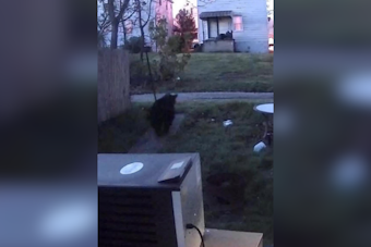 Aliquippa Residents Alerted as Bear Sighted Roaming Davidson Street