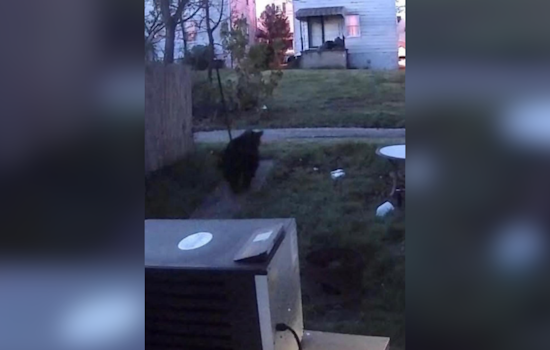 Aliquippa Residents Alerted as Bear Sighted Roaming Davidson Street