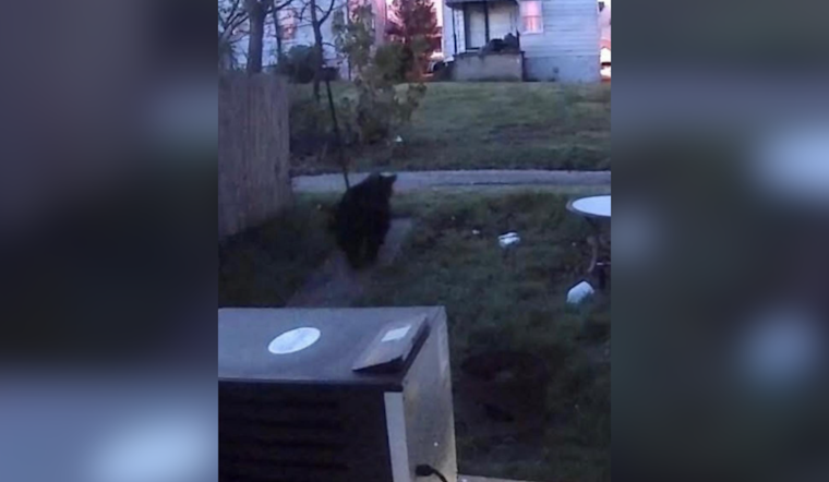 Aliquippa Residents Alerted as Bear Sighted Roaming Davidson Street