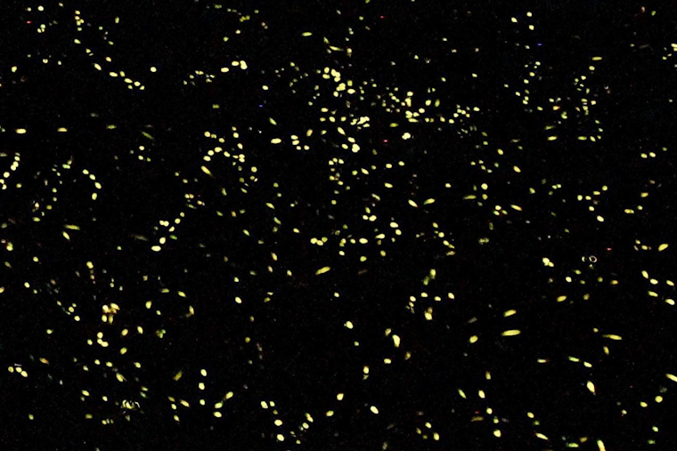 Annual Synchronous Firefly Viewing Lottery to Open for Great Smoky Mountains Spectacle