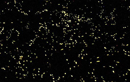 Annual Synchronous Firefly Viewing Lottery to Open for Great Smoky Mountains Spectacle