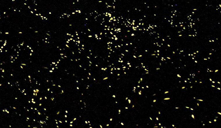 Annual Synchronous Firefly Viewing Lottery to Open for Great Smoky Mountains Spectacle