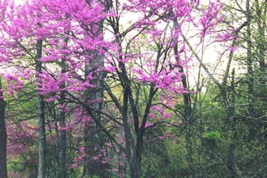 Apple Valley's Annual Tree and Shrub Sale Returns to Enhance Local Landscapes with Wholesale Greenery