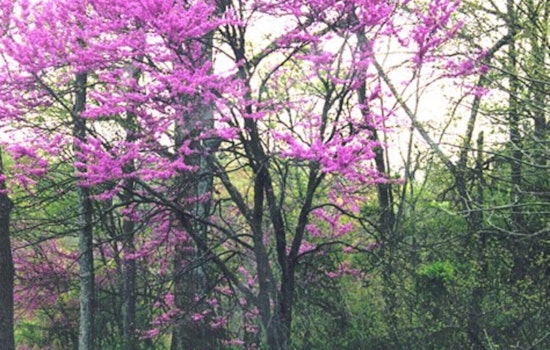 Apple Valley's Annual Tree and Shrub Sale Returns to Enhance Local Landscapes with Wholesale Greenery
