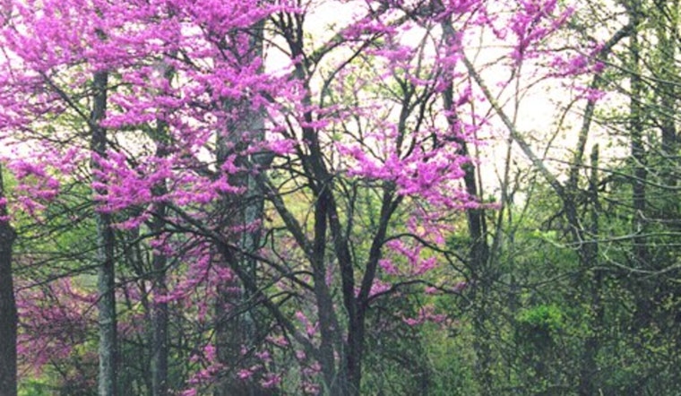 Apple Valley's Annual Tree and Shrub Sale Returns to Enhance Local Landscapes with Wholesale Greenery