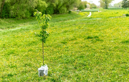 Arizona Capitol to Celebrate Trees with Arbor Day Festivities and Community Engagement