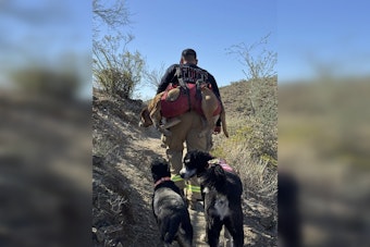 Arizona Duo of Loyal Dogs Safely Rescued After Four Days Lost in Desert Wilderness