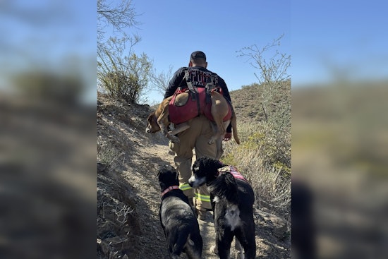 Arizona Duo of Loyal Dogs Safely Rescued After Four Days Lost in Desert Wilderness