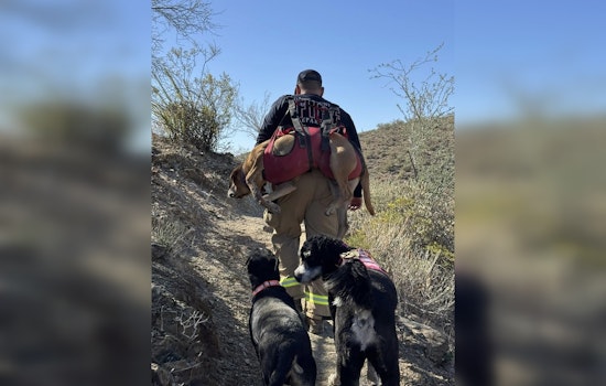 Arizona Duo of Loyal Dogs Safely Rescued After Four Days Lost in Desert Wilderness
