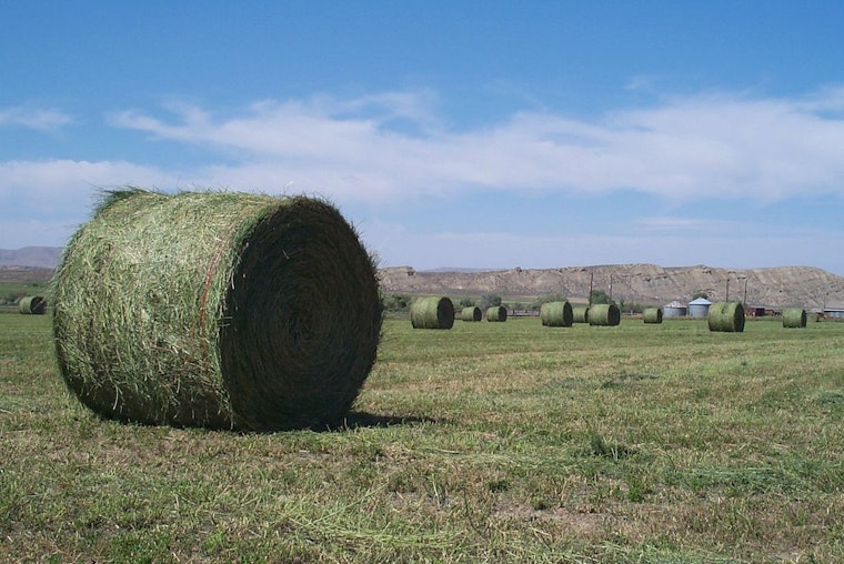Arizona Farmers Face Economic Strain as Chinese Tariffs Crush Alfalfa Export Market