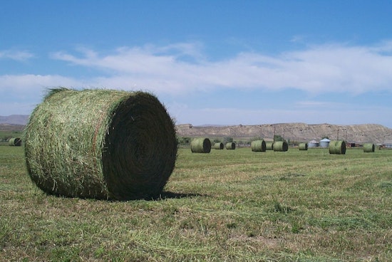Arizona Farmers Face Economic Strain as Chinese Tariffs Crush Alfalfa Export Market